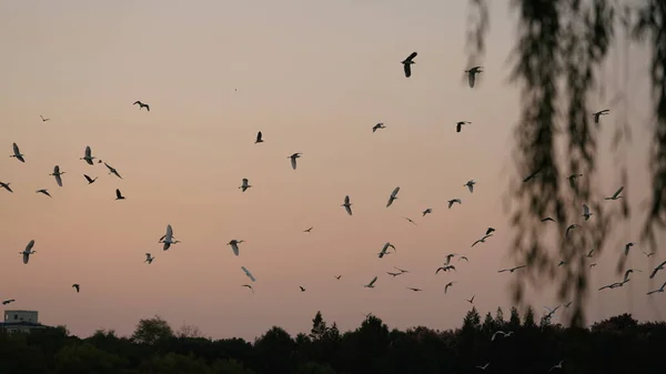 The birds flying in the dusk sky in the park after the sunset time