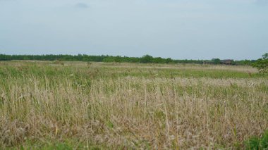 Sonbaharda ot ve sazlıklarla dolu çimen manzarası
