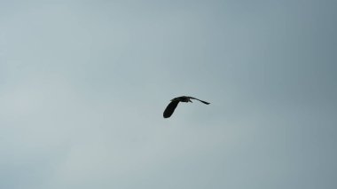 Kuşlar özgürce gökyüzünde uçuyor