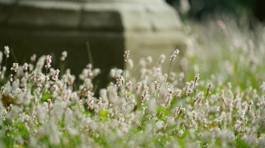 Sonbahar manzarası ılık güneş ışığı altında renkli yapraklarla