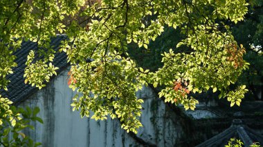 Sonbahar manzarası ılık güneş ışığı altında renkli yapraklarla