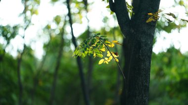 Parktaki sonbahar manzarası. Renkli yapraklar ve sıcak güneş ışığı.