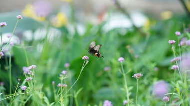 Bahçedeki çiçeklerin tepesinde duran güzel bir kelebek