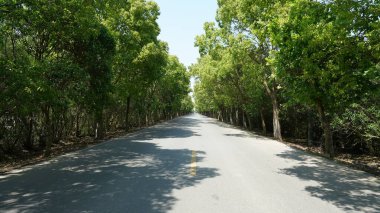 Yol manzarası parktaki yeşil bitki tarafından gizlenmiş.