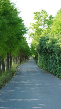 Yol manzarası parktaki yeşil bitki tarafından gizlenmiş.
