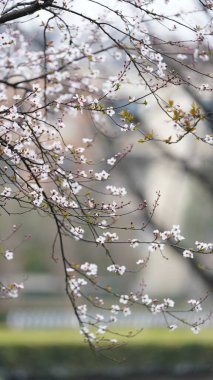 Güzel beyaz çiçekler baharda ağaçlarda çiçek açıyor.