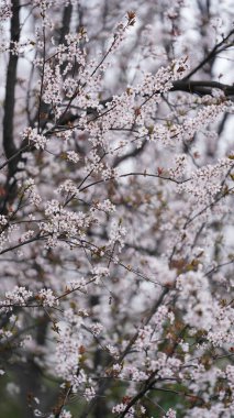 Güzel beyaz çiçekler baharda ağaçlarda çiçek açıyor.