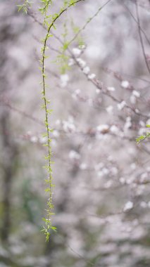 Güzel beyaz çiçekler baharda ağaçlarda çiçek açıyor.