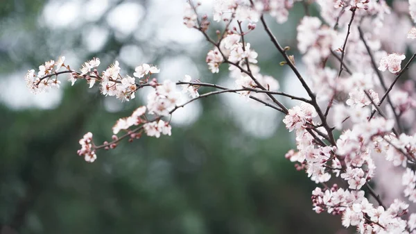 春には木々に美しい白い花を咲かせます — ストック写真