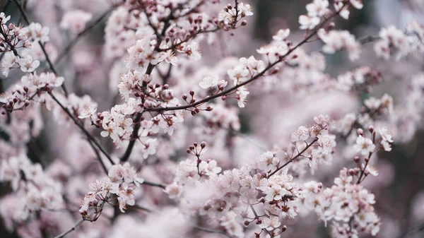 春には木々に美しい白い花を咲かせます — ストック写真