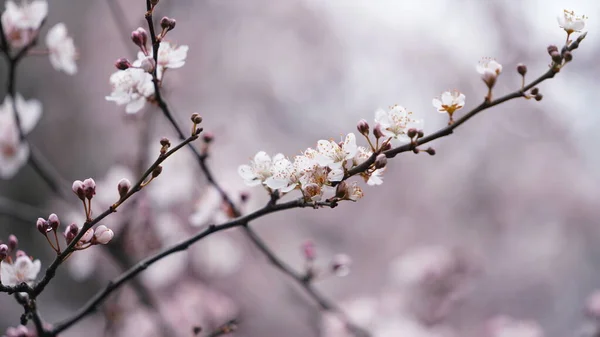 Die Schönen Weißen Blumen Die Frühling Den Bäumen Blühen — Stockfoto