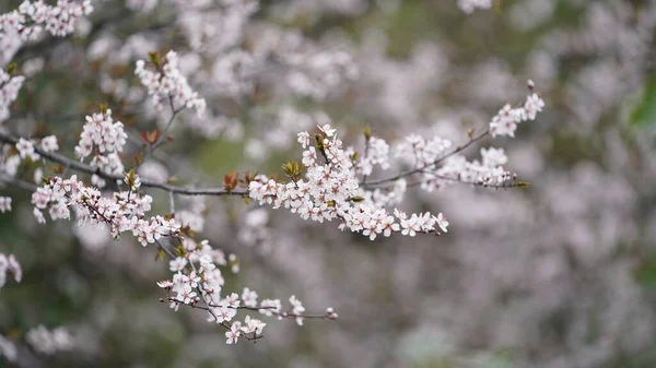 Las Hermosas Flores Blancas Que Florecen Los Árboles Primavera — Foto de Stock