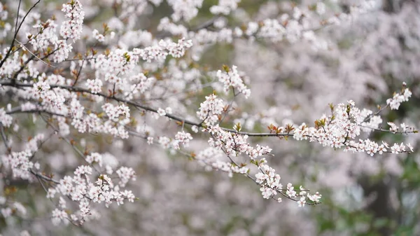 Les Belles Fleurs Blanches Fleurissent Sur Les Arbres Printemps — Photo