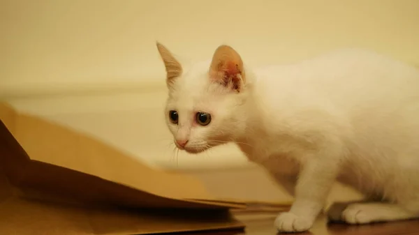 Salah Satu Kucing Putih Kecil Yang Lucu Bermain Dalam Ruangan — Stok Foto