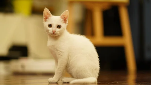 Lindo Gatito Blanco Jugando Habitación —  Fotos de Stock