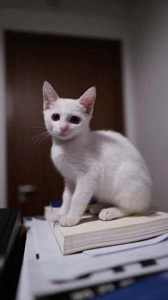 Een Schattige Kleine Witte Kat Spelen Kamer — Stockfoto