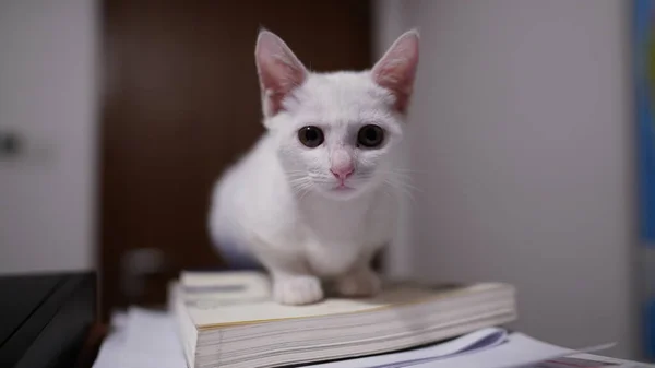 Egy Aranyos Kis Fehér Macska Játszik Szobában — Stock Fotó