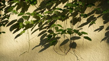 Şehrin sıcak güneş ışığı ve gölgeleriyle duvar manzarası.