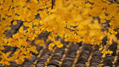 Eski bir Çin tapınağındaki güzel sonbahar manzarası 