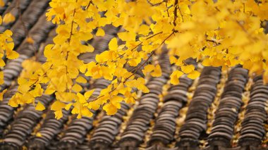 Eski bir Çin tapınağındaki güzel sonbahar manzarası 
