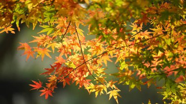 Güzel ve renkli akçaağaç yaprakları sonbaharda dallarla doludur.