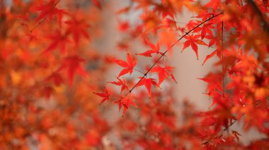 Sonbaharda kırmızı yapraklar akçaağaçla dolup taşar.