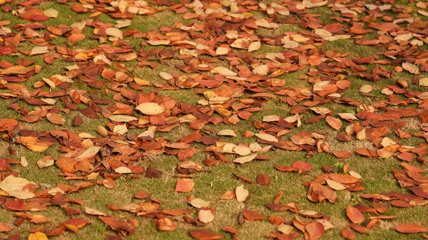 Sonbaharda Yere Dökülen Sarı Sonbahar Yaprakları — Stok fotoğraf