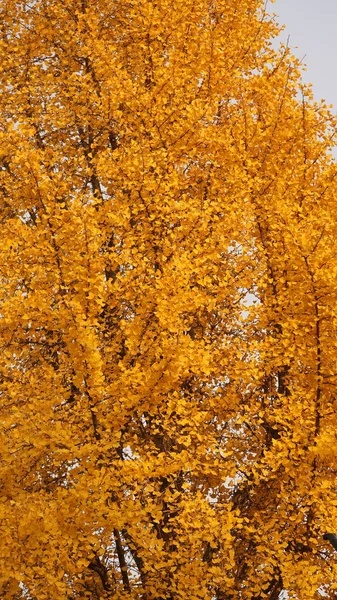 Όμορφη Θέα Του Φθινοπώρου Στην Πόλη Πολύχρωμα Φύλλα Στα Δέντρα — Φωτογραφία Αρχείου