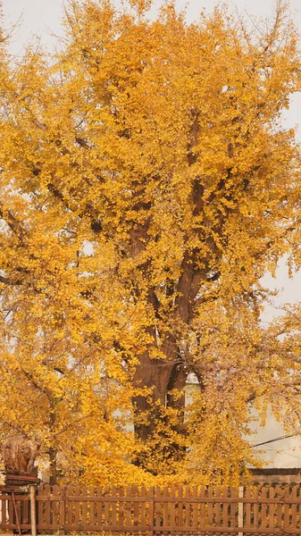 Красивый Осенний Вид Город Цветными Листьями Деревьях — стоковое фото