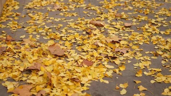 Foglie Autunnali Gialle Cadute Piene Terra Autunno — Foto Stock