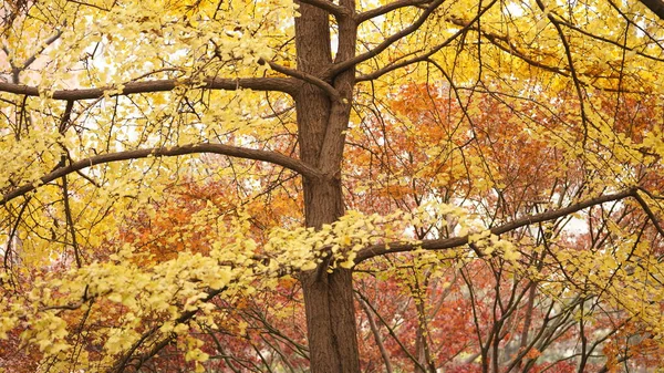 Hermosa Vista Otoño Ciudad Con Las Hojas Colores Los Árboles — Foto de Stock