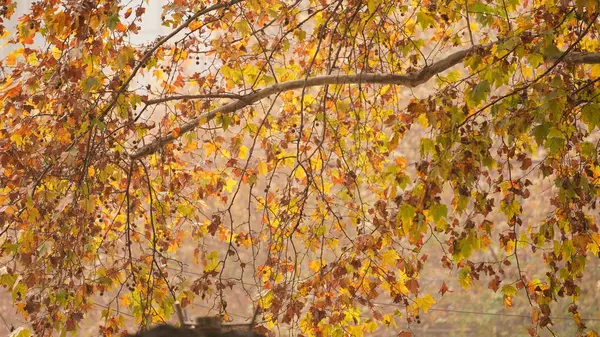 Hermosa Vista Otoño Ciudad Con Las Hojas Colores Los Árboles — Foto de Stock