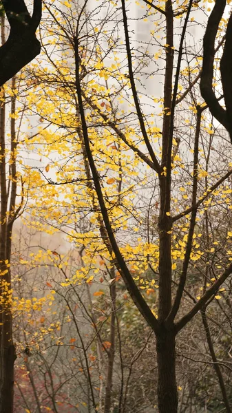 Der Schöne Herbstblick Der Stadt Mit Den Bunten Blättern Den — Stockfoto