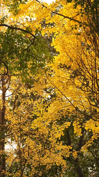 Piękny Widok Jesieni Mieście Kolorowymi Liśćmi Drzewach — Zdjęcie stockowe