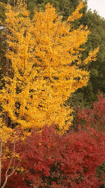 Όμορφη Θέα Του Φθινοπώρου Στην Πόλη Πολύχρωμα Φύλλα Στα Δέντρα — Φωτογραφία Αρχείου