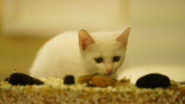 Odada oynayan sevimli beyaz bir kedi.