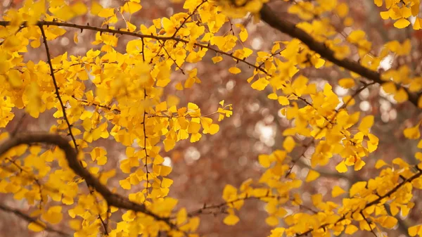 Hermosa Vista Otoño Ciudad Con Las Hojas Colores Los Árboles — Foto de Stock