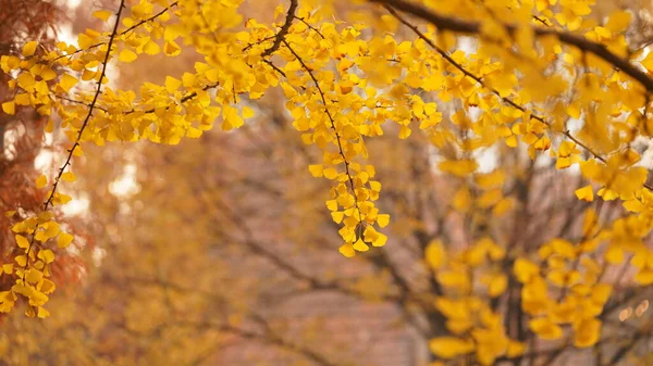 Hermosa Vista Otoño Ciudad Con Las Hojas Colores Los Árboles — Foto de Stock