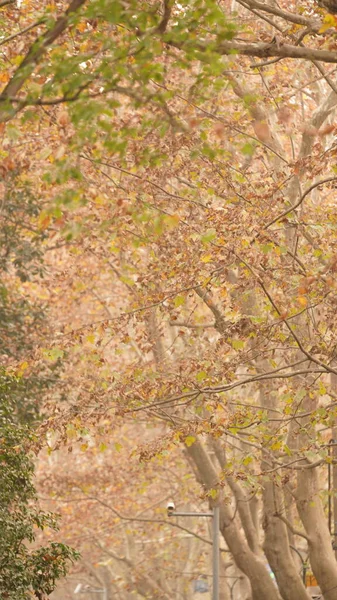 城市美丽的秋天景色 树上长满了五彩斑斓的树叶 — 图库照片