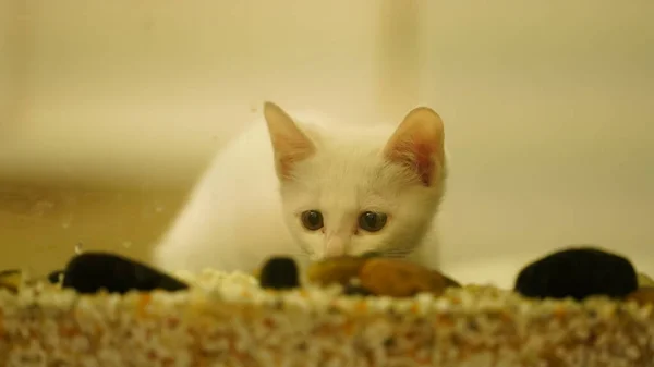 Simpatico Gatto Bianco Che Gioca Nella Stanza — Foto Stock