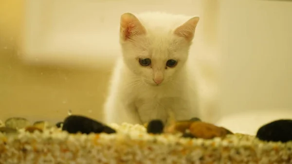 Gato Branco Pequeno Bonito Que Joga Quarto — Fotografia de Stock