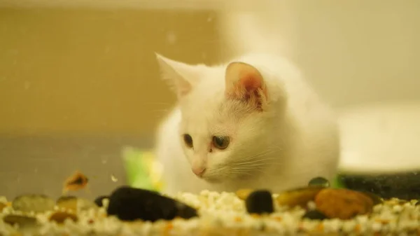 Gato Branco Pequeno Bonito Que Joga Quarto — Fotografia de Stock