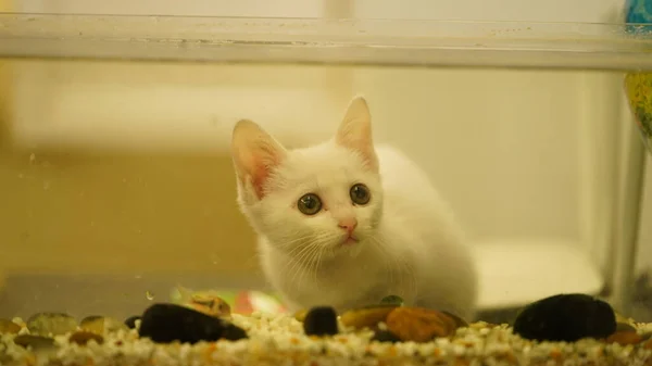 Simpatico Gatto Bianco Che Gioca Nella Stanza — Foto Stock