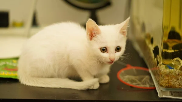 Gato Branco Pequeno Bonito Que Joga Quarto — Fotografia de Stock