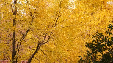 Sonbaharda şehrin güzel sonbahar manzarası Ağaçlarla dolu sarı yapraklarla