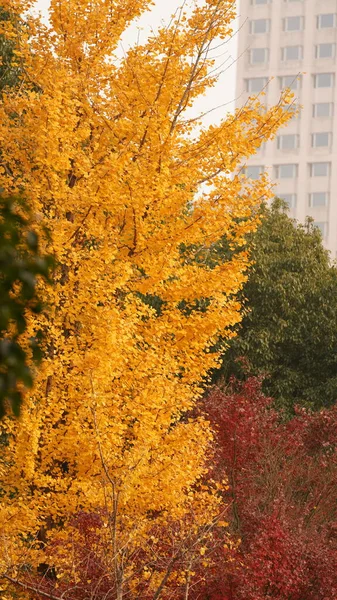 Het Prachtige Herfstuitzicht Stad Herfst Met Gele Bladeren Vol Bomen — Stockfoto
