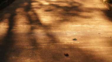 Yol manzarası, gün batımında güneş ışığı yol üzerindeki ağaç gölgesini yansıtıyor.