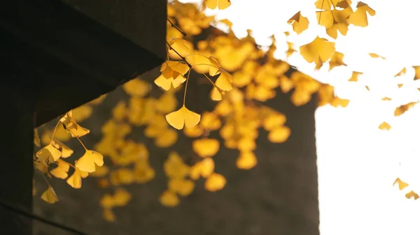 Krásný Podzimní Výhled Město Teplým Slunečním Světlem Barevné Podzimní Listy — Stock fotografie