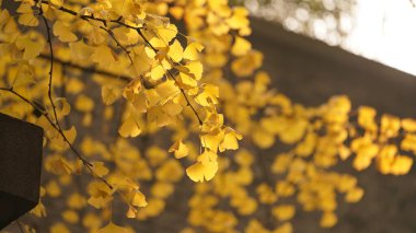 Sıcak güneş ışığı ve renkli sonbahar yapraklarıyla güzel sonbahar şehri manzarası 