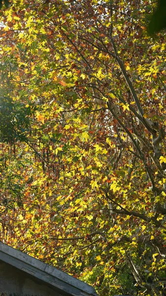 Vista Outono Cidade Com Folhas Coloridas Outono Nas Árvores Outono — Fotografia de Stock